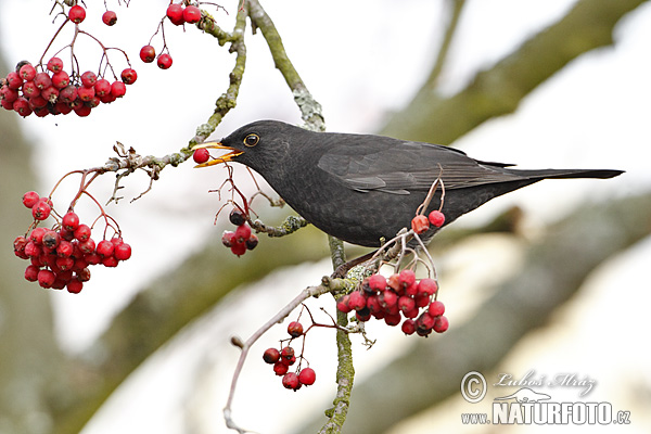 Drozd čierny (Turdus merula)