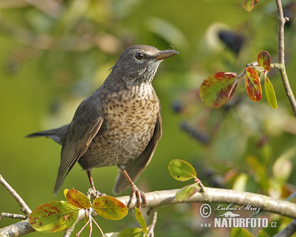 Drozd čierny (Turdus merula)