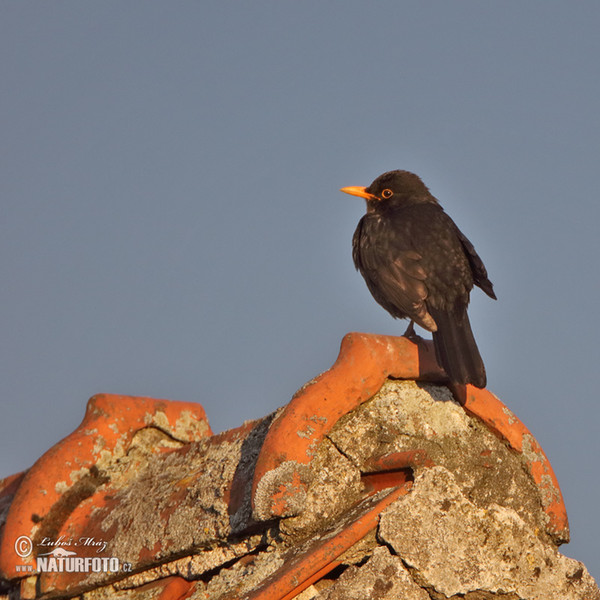 Drozd čierny (Turdus merula)