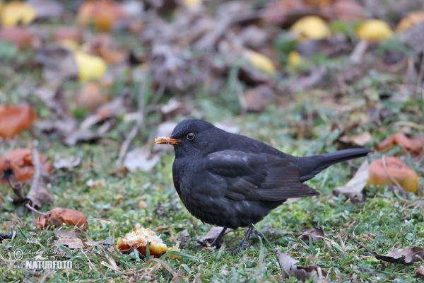 Drozd čierny (Turdus merula)