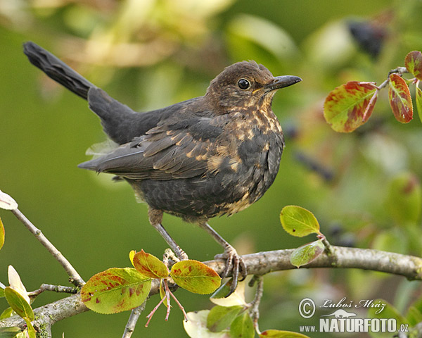 Drozd čierny (Turdus merula)