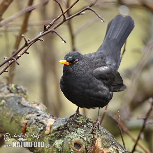 Drozd čierny (Turdus merula)