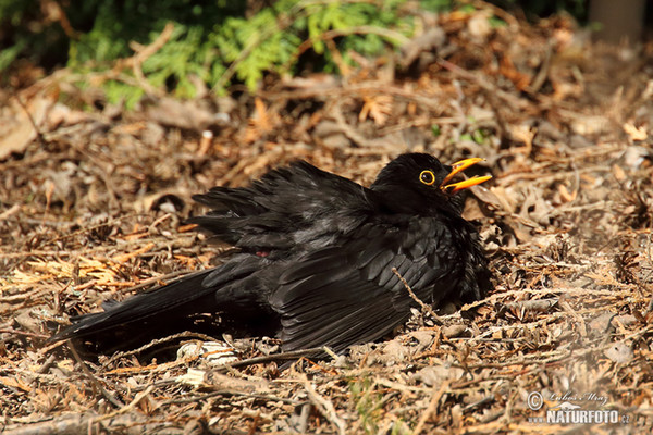 Drozd čierny (Turdus merula)