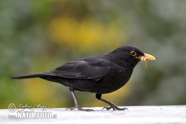 Drozd čierny (Turdus merula)