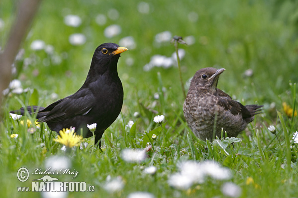 Drozd čierny (Turdus merula)