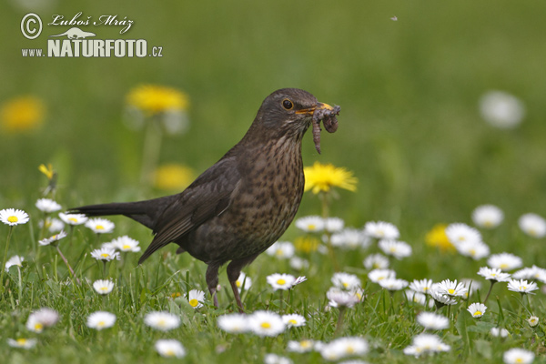 Drozd čierny (Turdus merula)