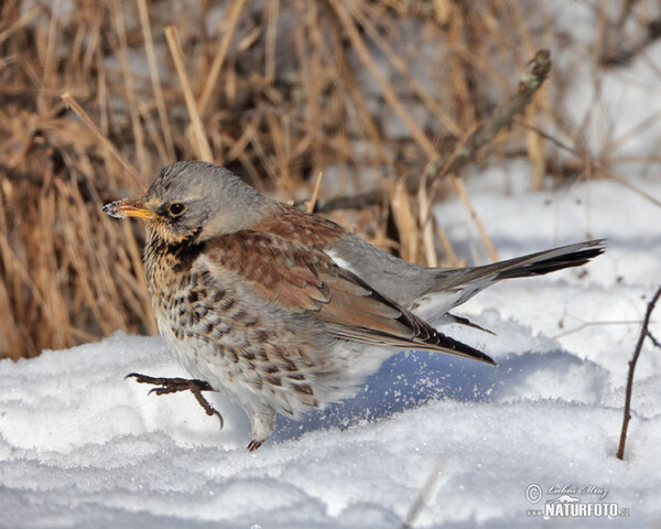 Drozd čvíkotavý (Turdus pilaris)