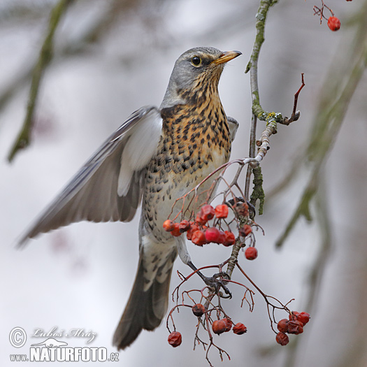 Drozd čvíkotavý (Turdus pilaris)