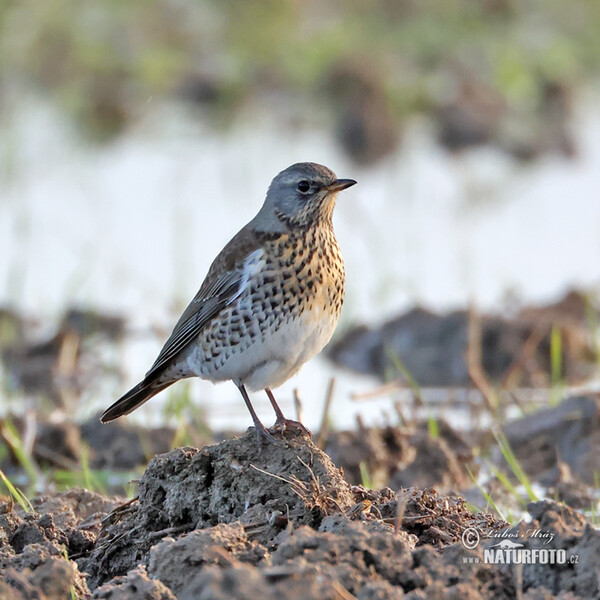 Drozd čvíkotavý (Turdus pilaris)