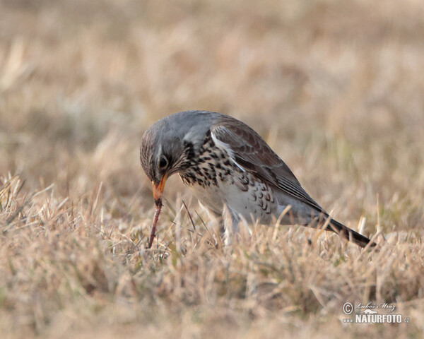 Drozd čvíkotavý (Turdus pilaris)