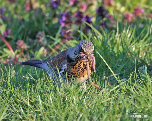 Drozd čvíkotavý (Turdus pilaris)