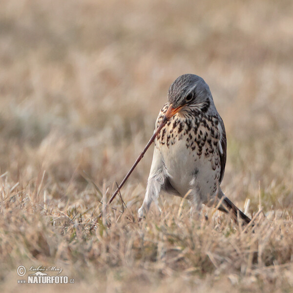 Drozd čvíkotavý (Turdus pilaris)