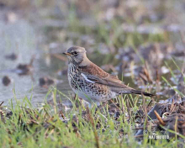 Drozd čvíkotavý (Turdus pilaris)