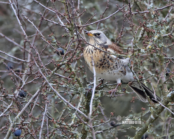 Drozd čvíkotavý (Turdus pilaris)