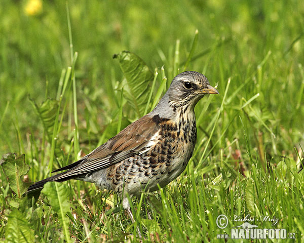 Drozd čvíkotavý (Turdus pilaris)