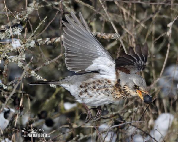 Drozd čvíkotavý (Turdus pilaris)