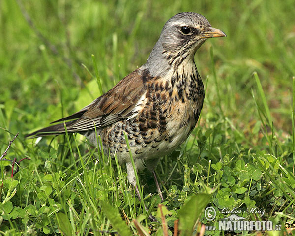 Drozd čvíkotavý (Turdus pilaris)