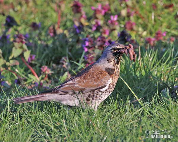 Drozd čvíkotavý (Turdus pilaris)