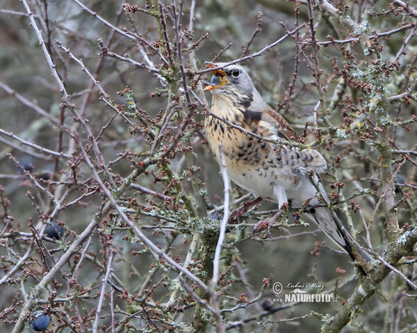 Drozd čvíkotavý (Turdus pilaris)