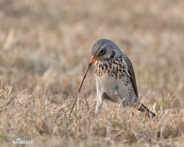 Drozd čvíkotavý (Turdus pilaris)