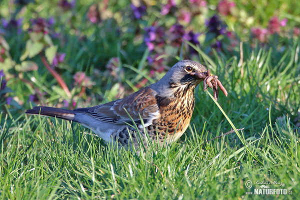 Drozd čvíkotavý (Turdus pilaris)