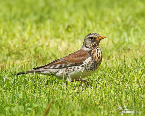 Drozd čvíkotavý (Turdus pilaris)