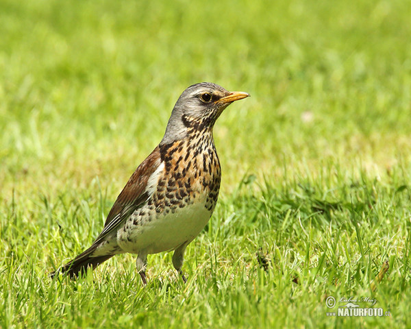 Drozd čvíkotavý (Turdus pilaris)