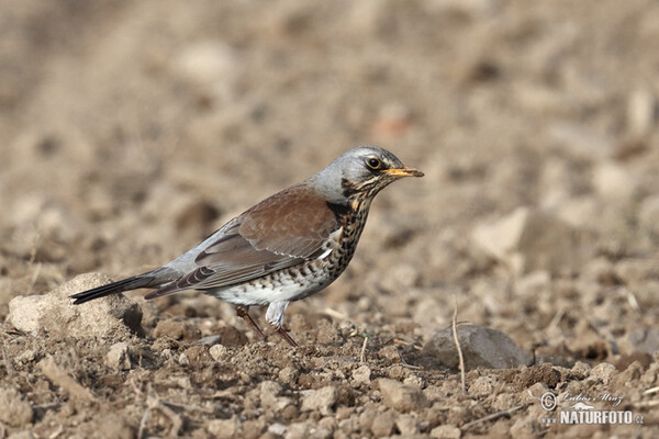 Drozd čvíkotavý (Turdus pilaris)