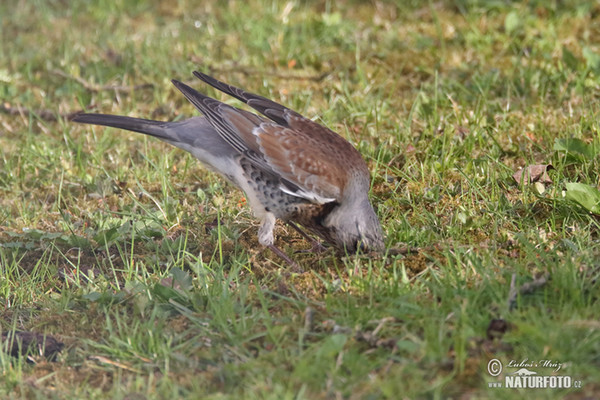 Drozd čvíkotavý (Turdus pilaris)