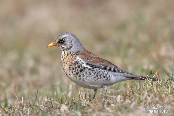 Drozd čvíkotavý (Turdus pilaris)