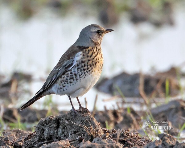 Drozd čvíkotavý (Turdus pilaris)