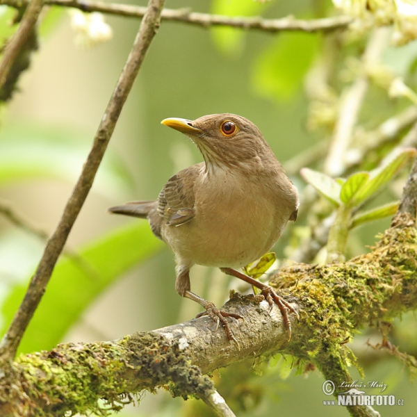 Drozd ekvádorský (Turdus maculirostris)