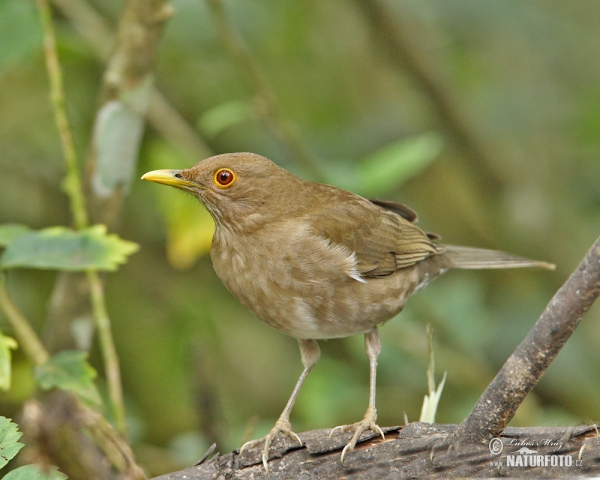 Drozd ekvádorský (Turdus maculirostris)