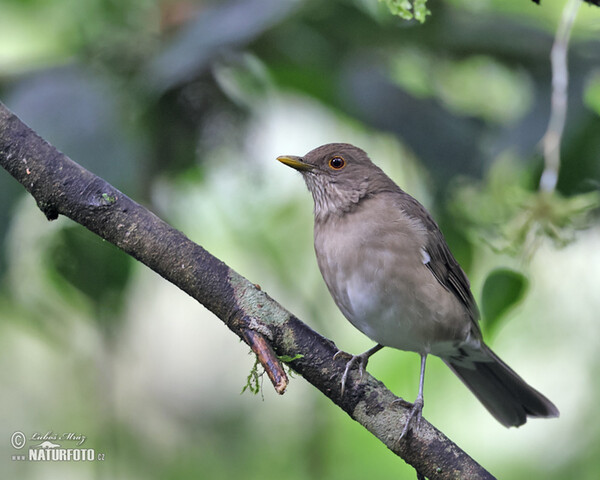 Drozd ekvádorský (Turdus maculirostris)