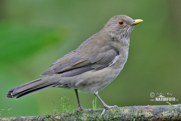 Drozd ekvádorský (Turdus maculirostris)