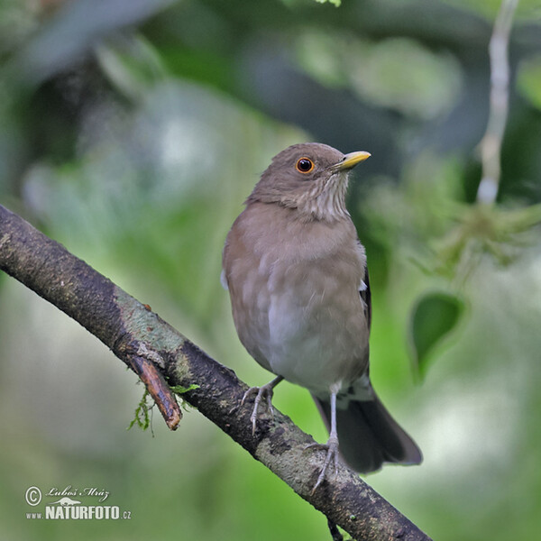 Drozd ekvádorský (Turdus maculirostris)