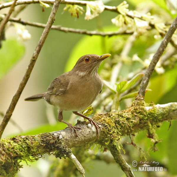 Drozd ekvádorský (Turdus maculirostris)