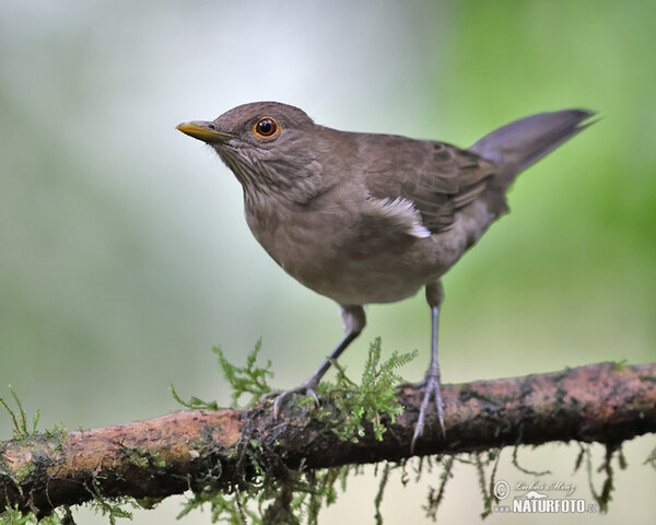 Drozd ekvádorský (Turdus maculirostris)