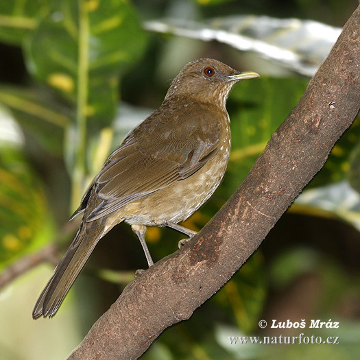 Drozd Grayov (Turdus grayi)