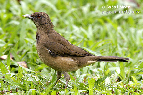 Drozd Grayov (Turdus grayi)