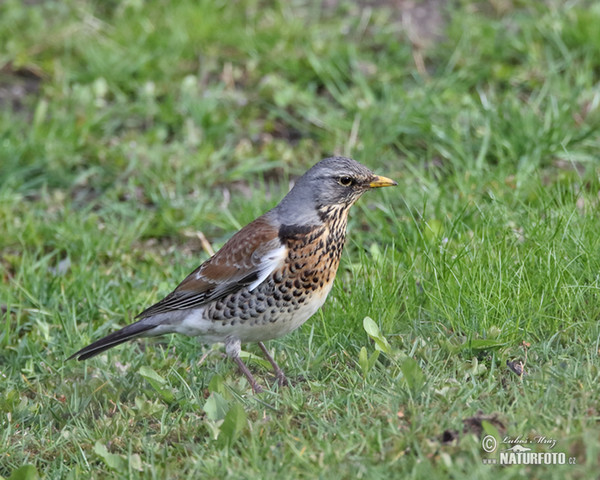 Drozd kvíčala (Turdus pilaris)