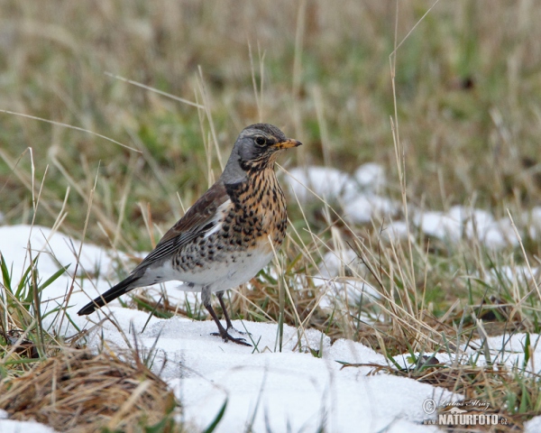 Drozd kvíčala (Turdus pilaris)