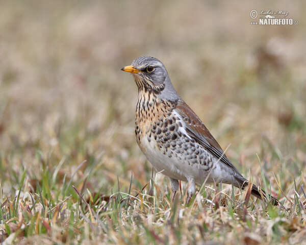 Drozd kvíčala (Turdus pilaris)