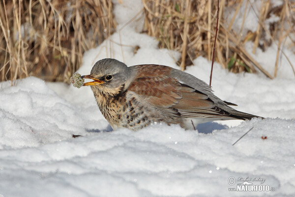 Drozd kvíčala (Turdus pilaris)