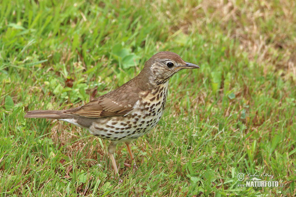 Drozd plavý (Turdus philomelos)