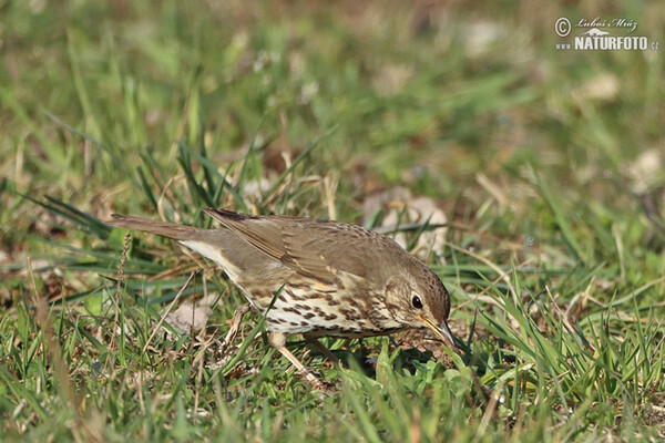 Drozd plavý (Turdus philomelos)