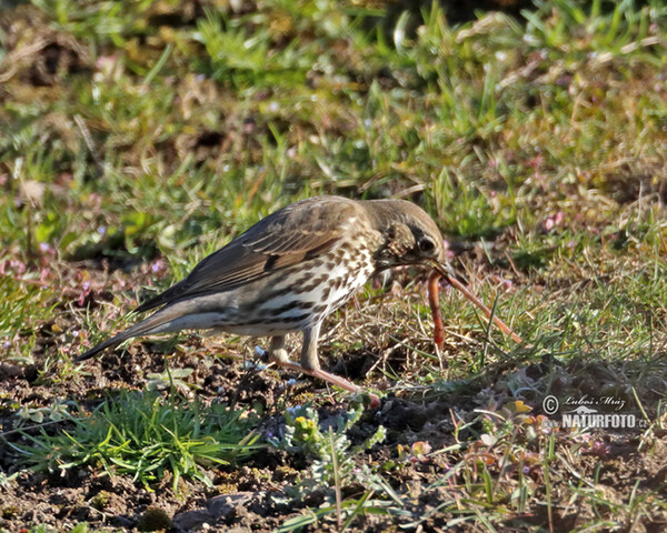 Drozd plavý (Turdus philomelos)