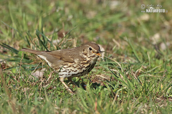 Drozd plavý (Turdus philomelos)