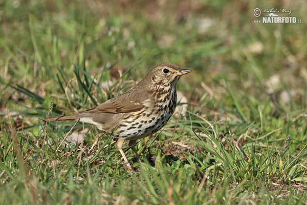 Drozd plavý (Turdus philomelos)