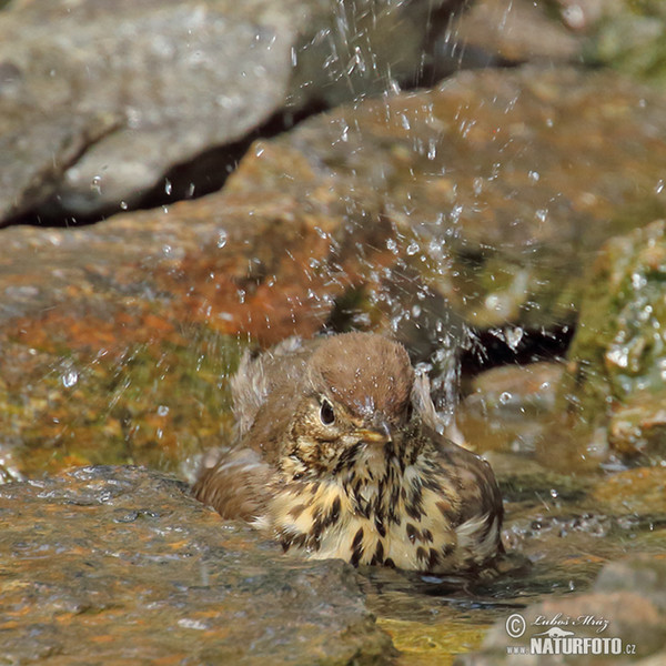 Drozd plavý (Turdus philomelos)